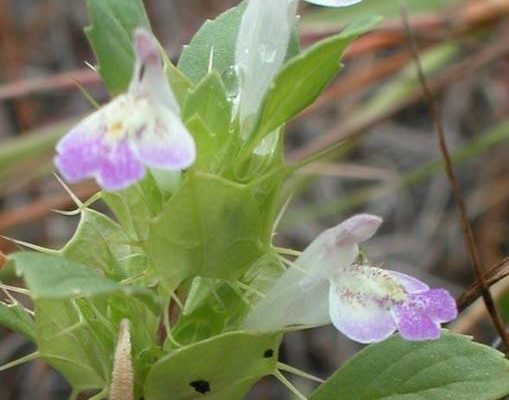 Acanthomintha obovata ssp. duttonii