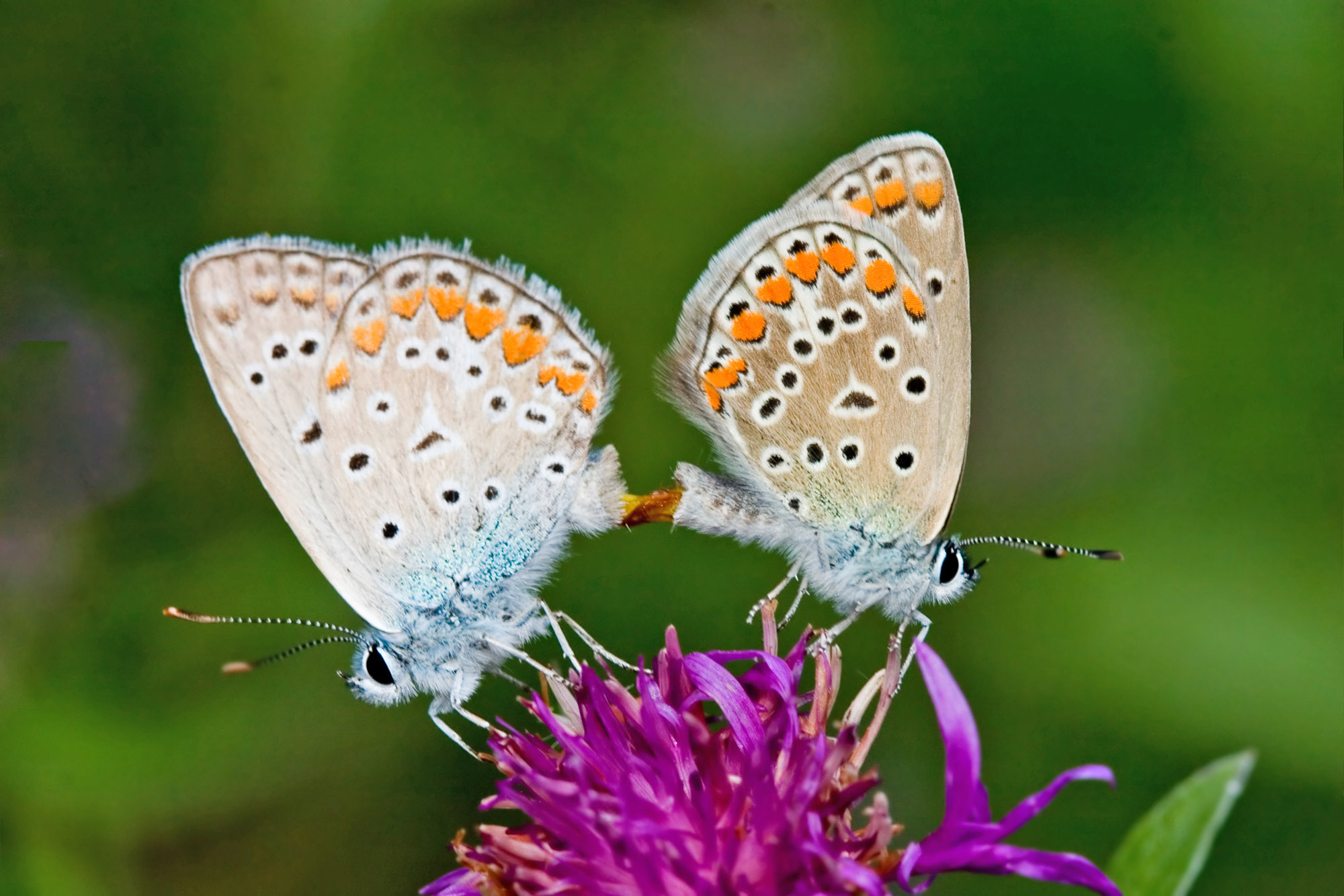 2016/12/butterflies-mating-stock.jpg