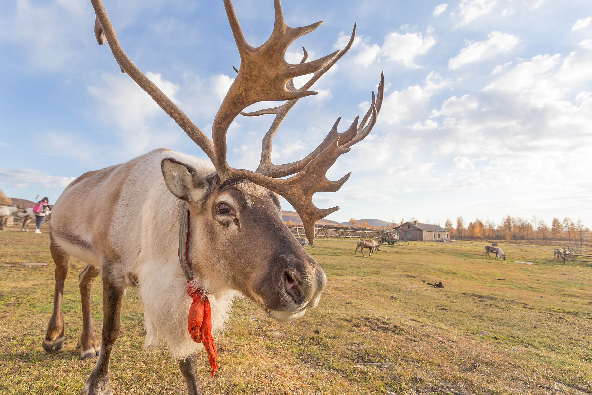 2016/12/reindeer-tundra-stock.jpg