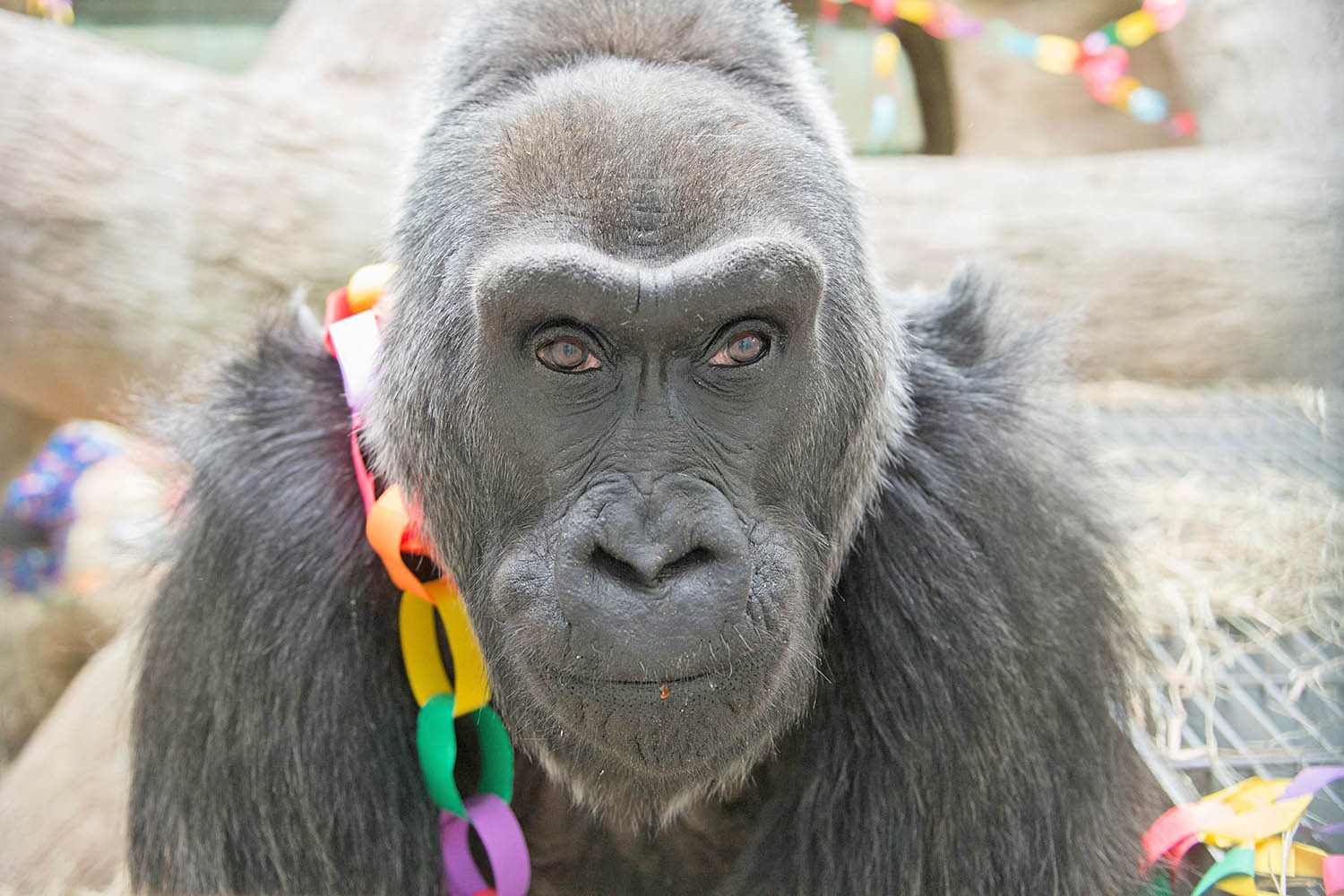 2016/12/colo-gorilla-columbus-zoo.jpg