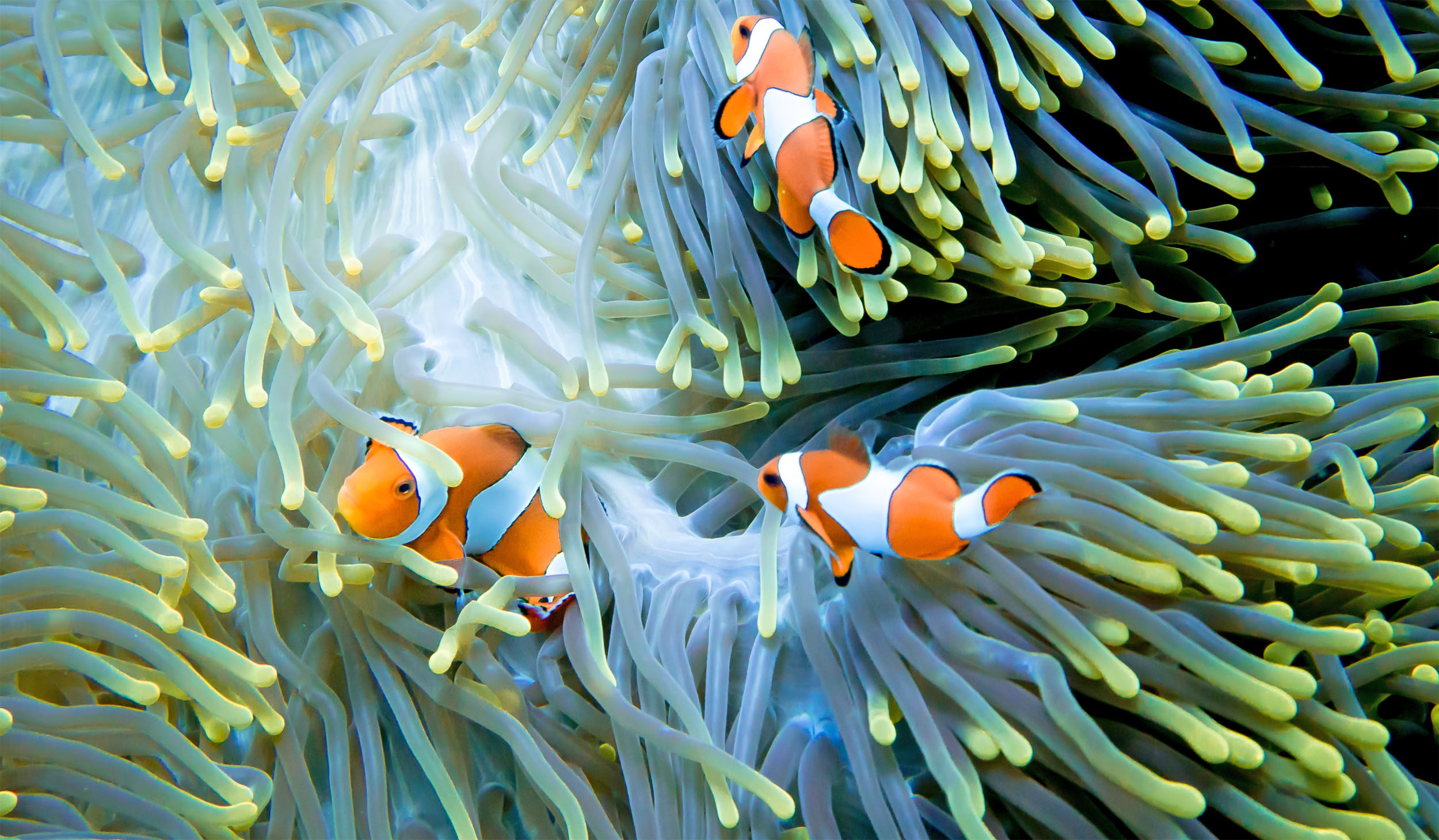 2016/12/clownfish-reef-stock.jpg