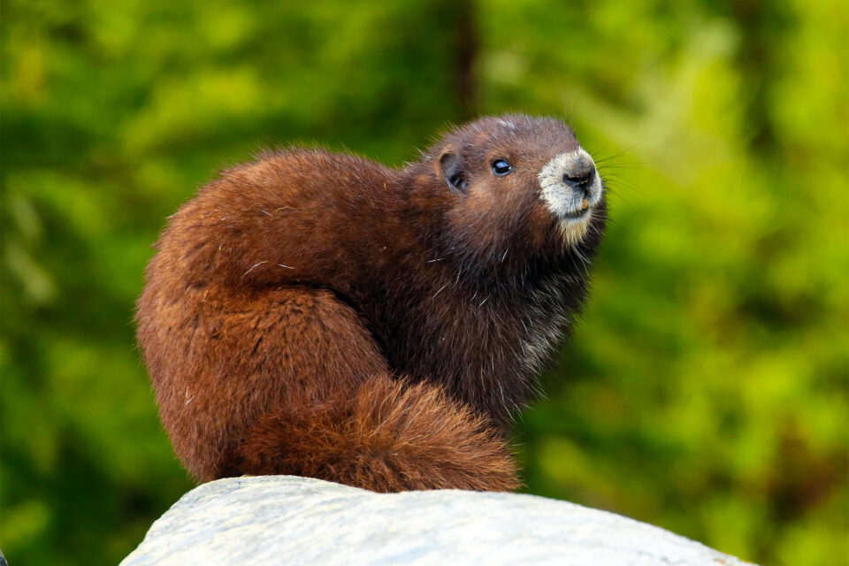 Marmota vancouverensis