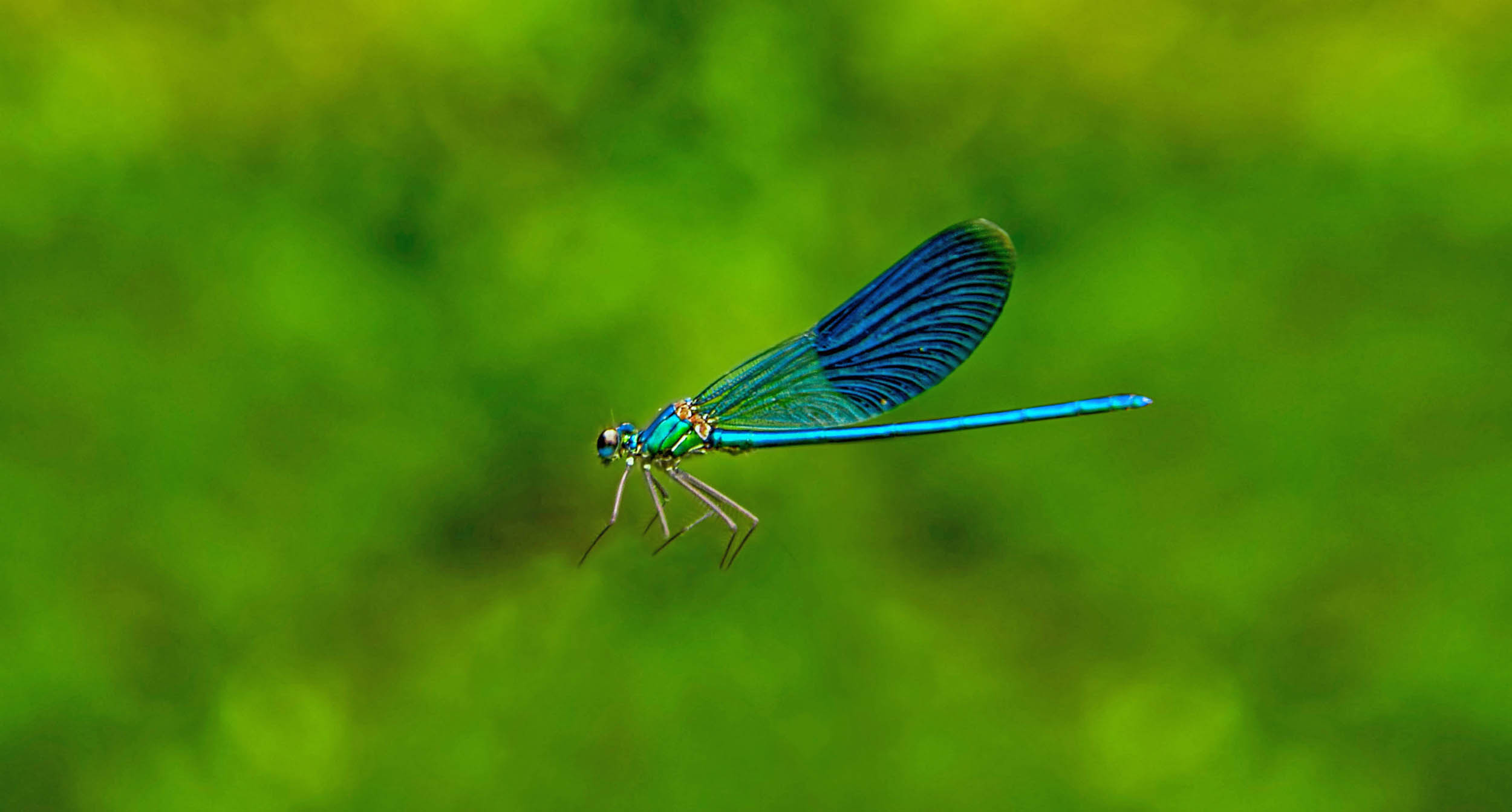 Insect migration is the most important animal movement on Earth