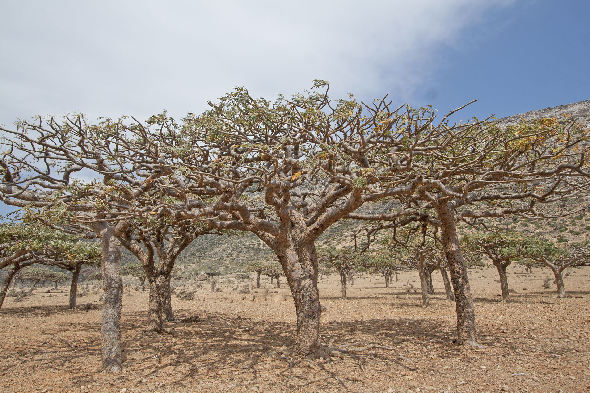 2016/12/frankincense-forest.jpg