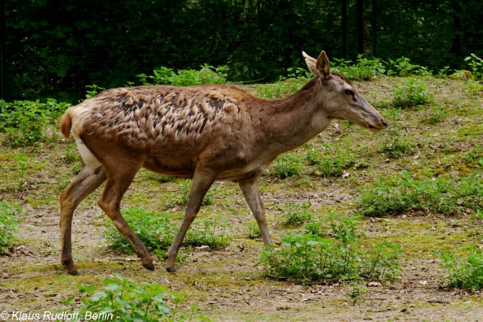 Cervus elaphus barbarus
