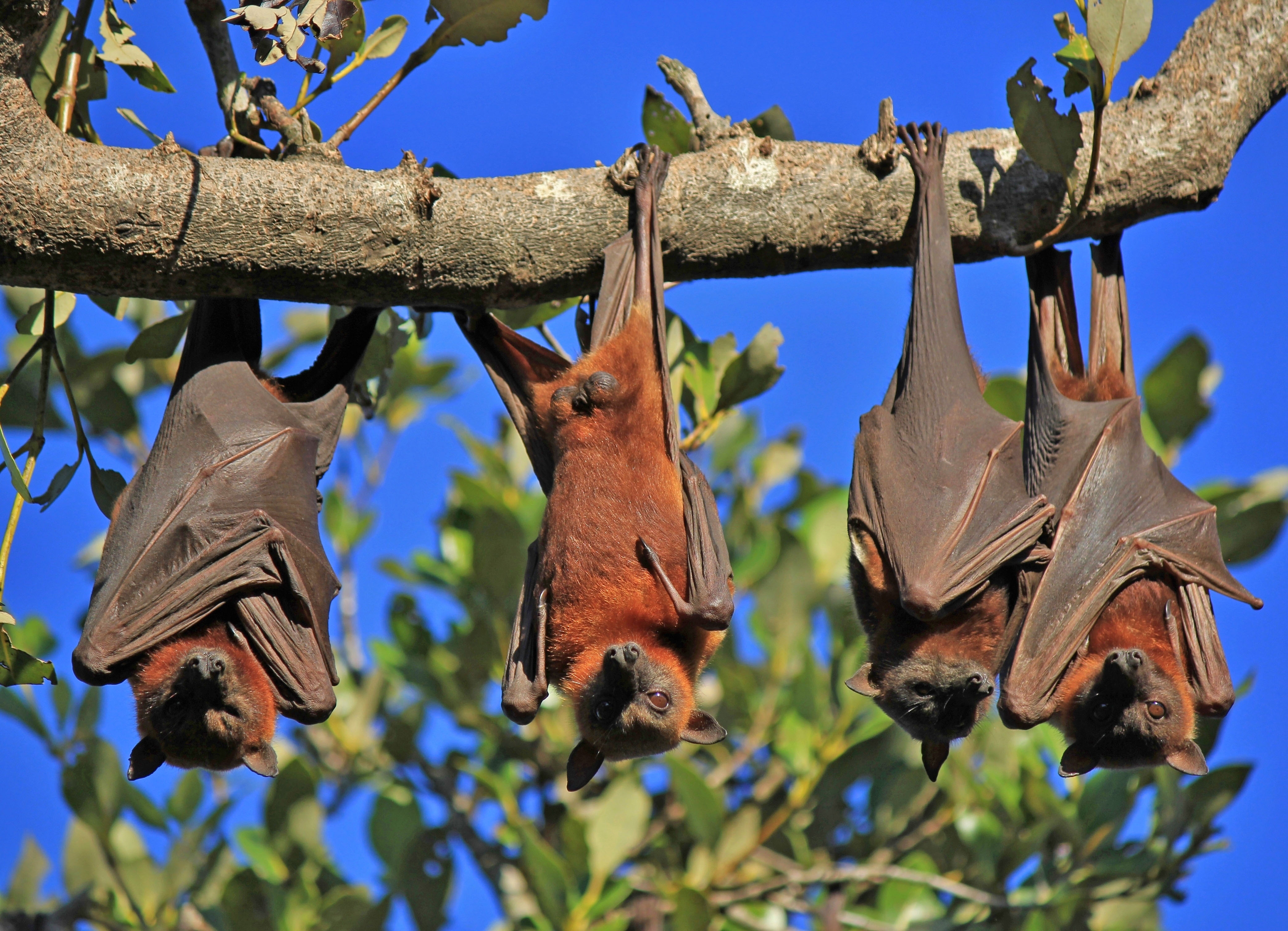 2016/12/bats-stock.jpg