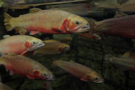 Oncorhynchus clarki stomias