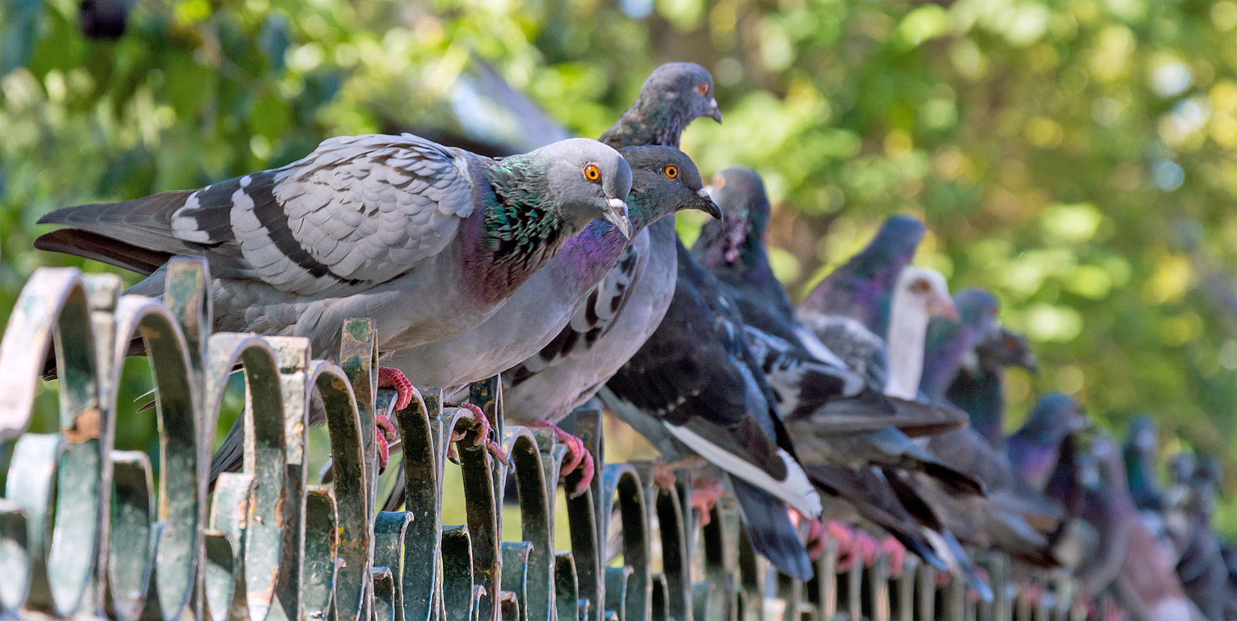 2016/12/birds-pigeons-nyc-stock.jpg