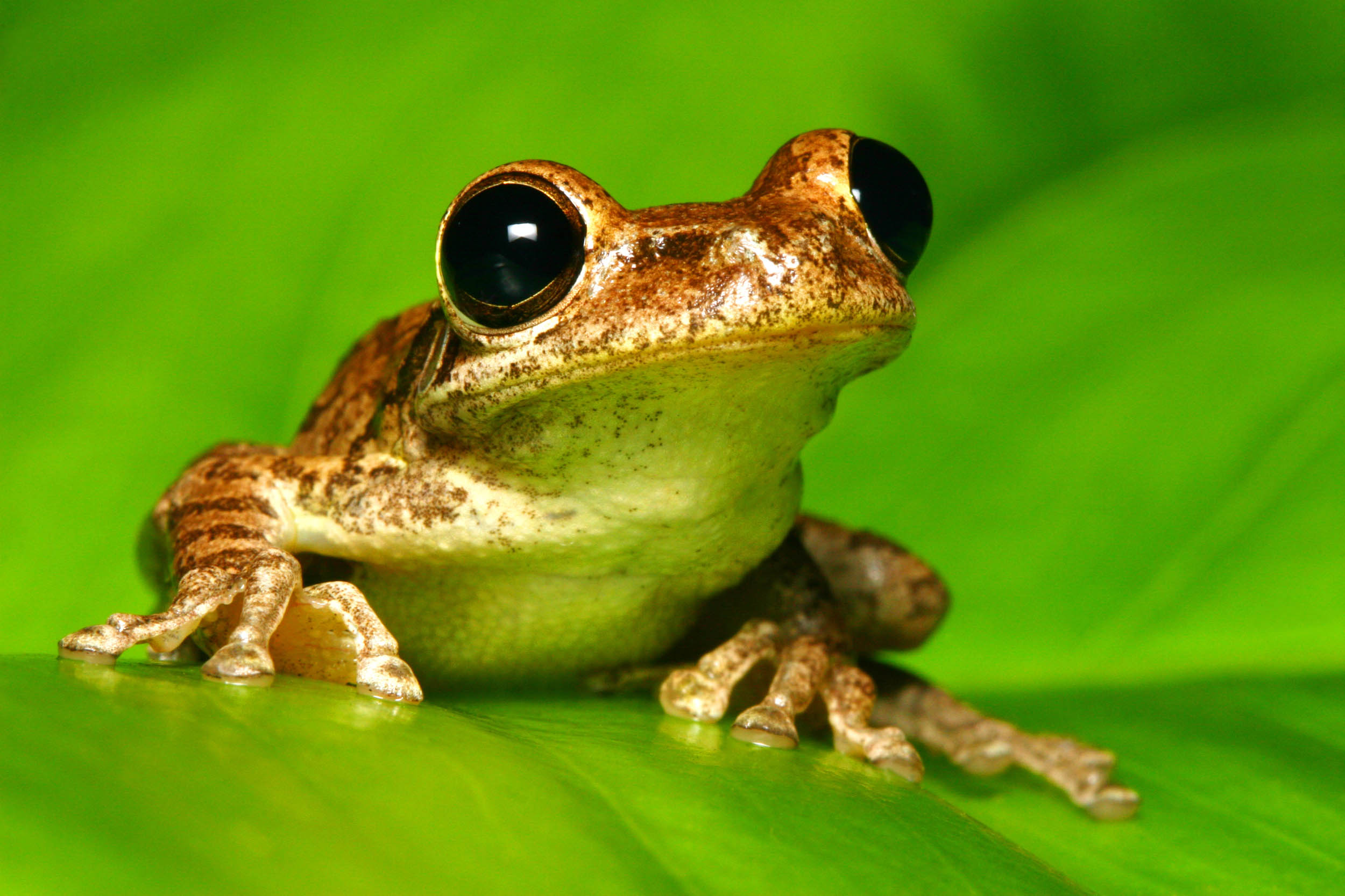 2016/12/cuban-treefrog-stock.jpg
