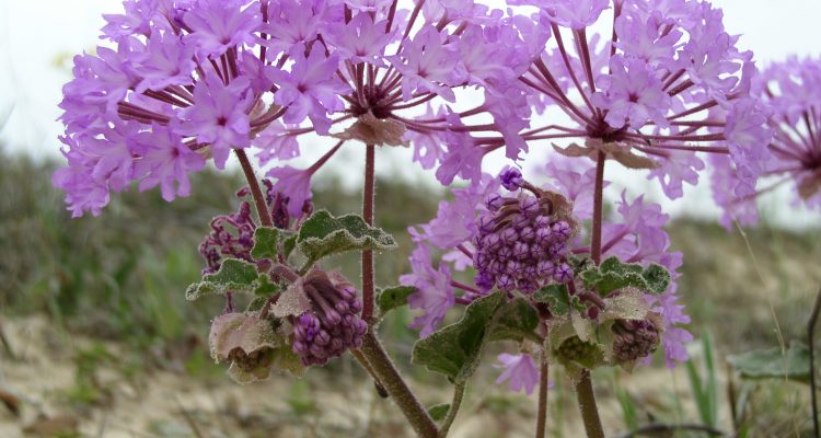Abronia macrocarpa