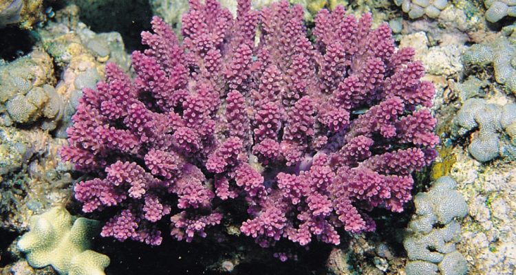 Acropora globiceps