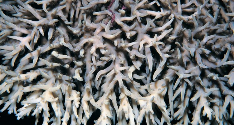 Acropora jacquelinae