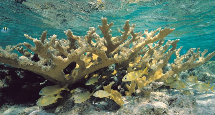 Acropora palmata