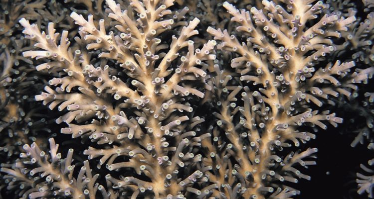 Acropora speciosa
