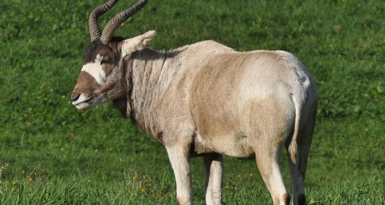 Addax nasomaculatus
