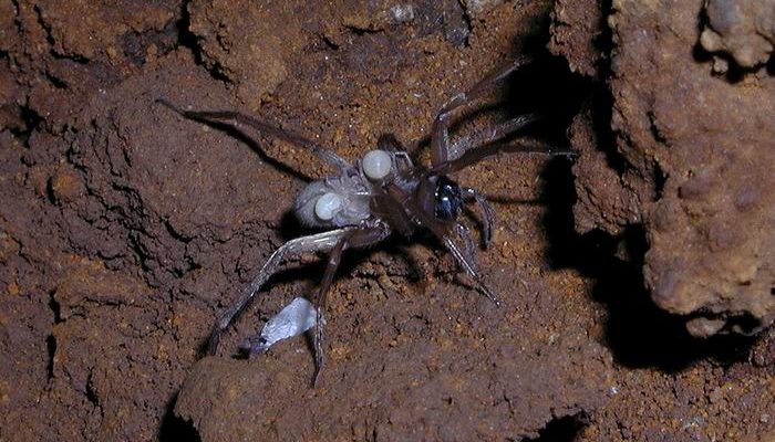 Adelocosa anops