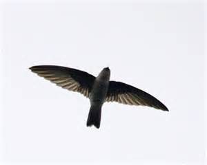 Aerodramus vanikorensis bartschi