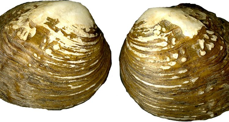 Alasmidonta atropurpurea