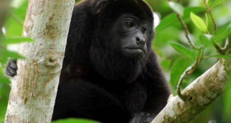 Alouatta pigra