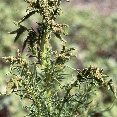 Amaranthus brownii