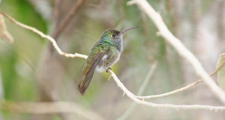 Amazilia luciae