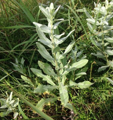 Ambrosia cheiranthifolia