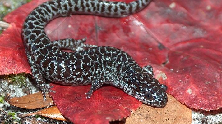 Ambystoma cingulatum