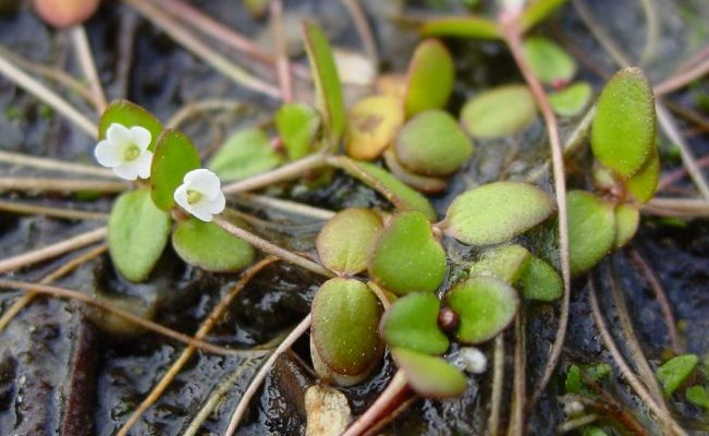 Amphianthus pusillus