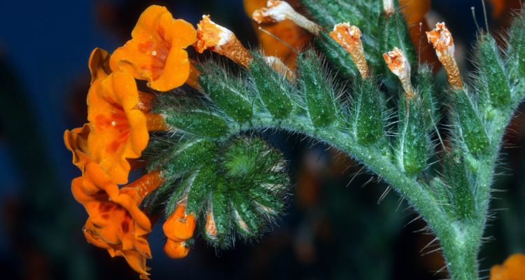 Amsinckia grandiflora