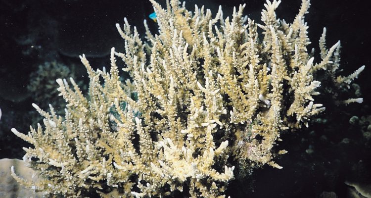 Anacropora spinosa