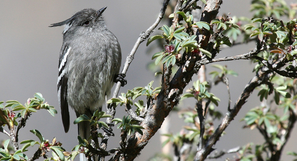 Anairetes alpinus