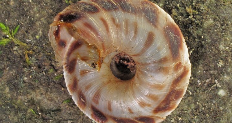 Anguispira picta