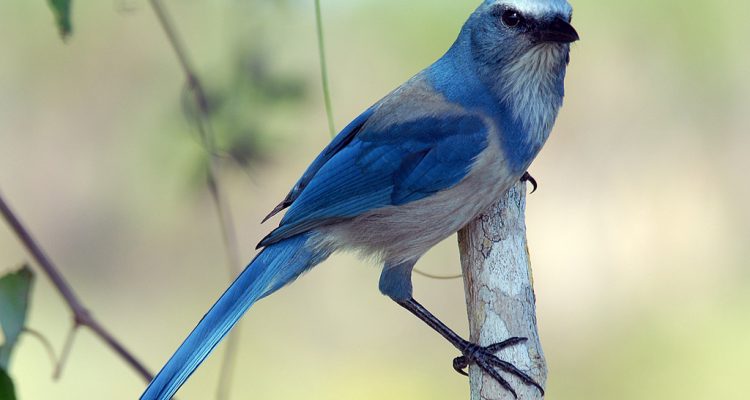 Aphelocoma coerulescens