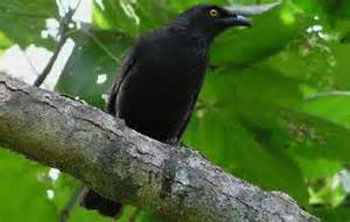 Aplonis pelzelni
