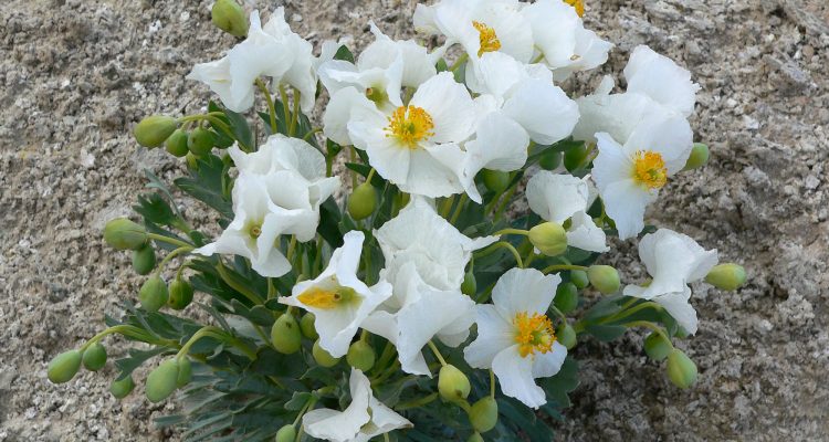 Arctomecon humilis
