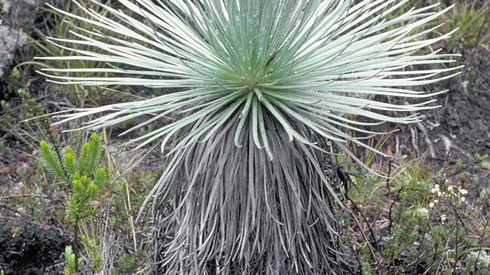 Argyroxiphium kauense