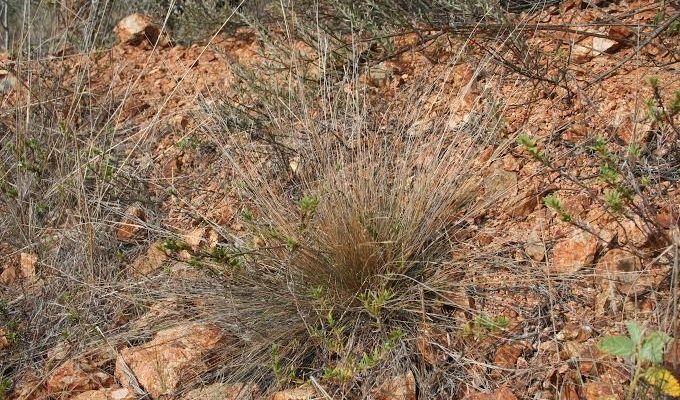 Aristida portoricensis