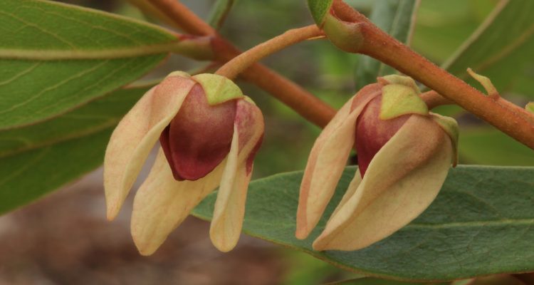 Asimina tetramera