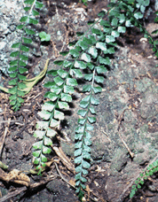 Asplenium fragile insulare
