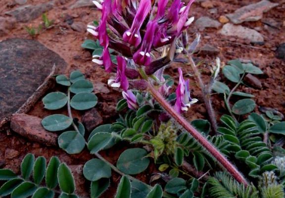 Astragalus holmgreniorum