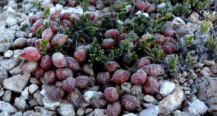 Astragalus montii