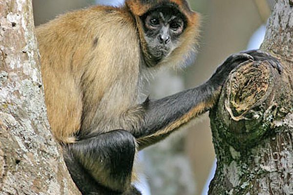 Ateles geoffroyi frontatus
