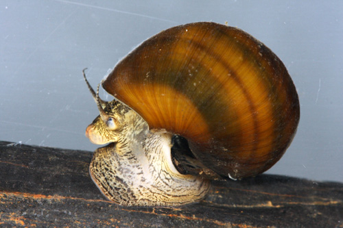 Athearnia anthonyi
