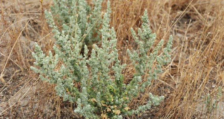 Atriplex coronata var. notatior