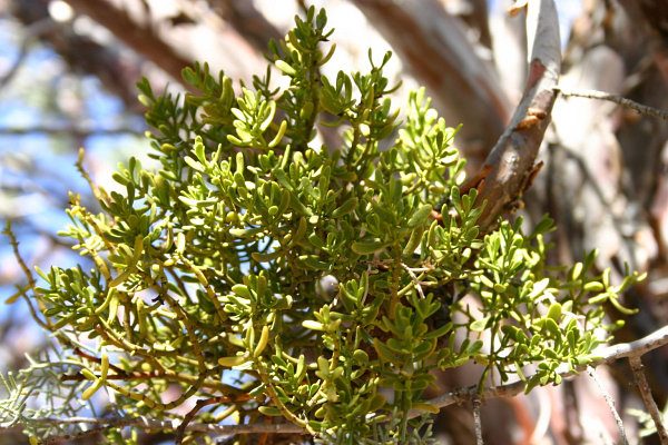 Auerodendron pauciflorum