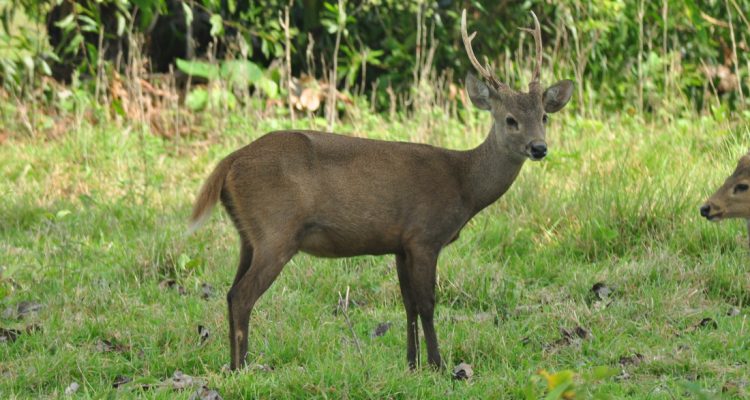 Axis porcinus calamianensis