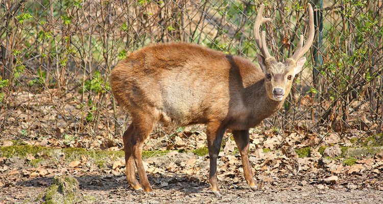 Axis porcinus kuhli