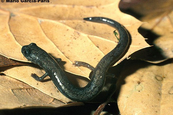Batrachoseps aridus