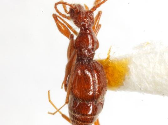 Batrisodes texanus