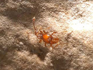 Batrisodes venyivi